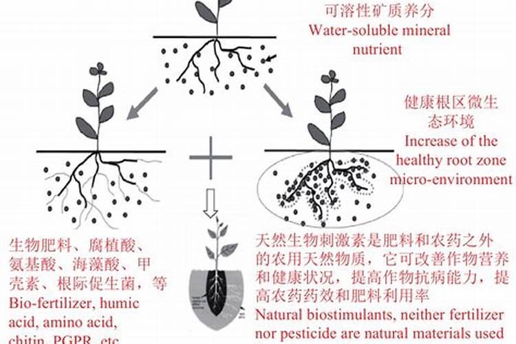 葡萄膨大期施肥技术