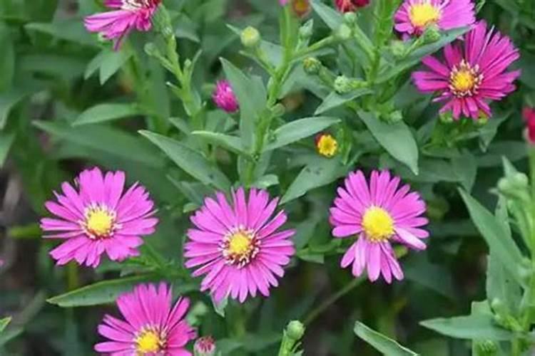 大蒜必须追施生根肥吗？用什么肥根系粗壮