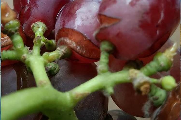 三炬灌金液可以打大蒜吗