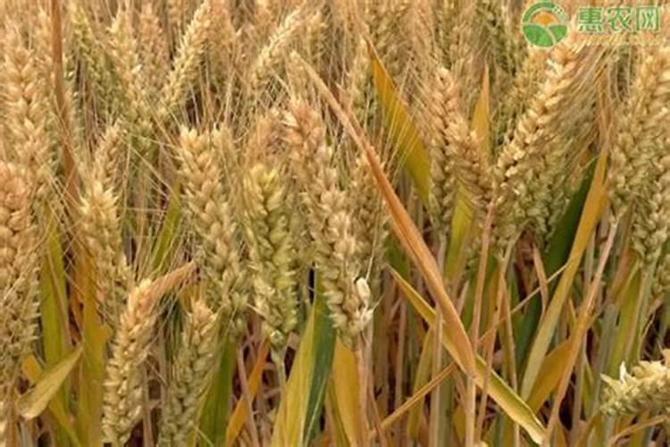 花树用什么肥料比较好