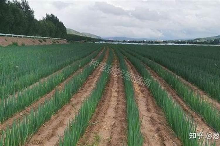 桃树防冻用什么办法