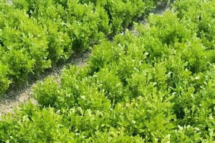 猕猴桃保花保果用什么水溶肥好？保花保果专用叶面肥？