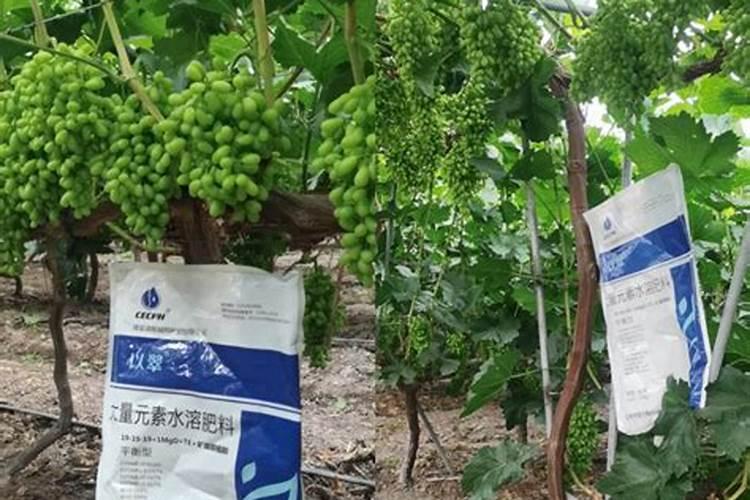葡萄树使用什么肥料能长根