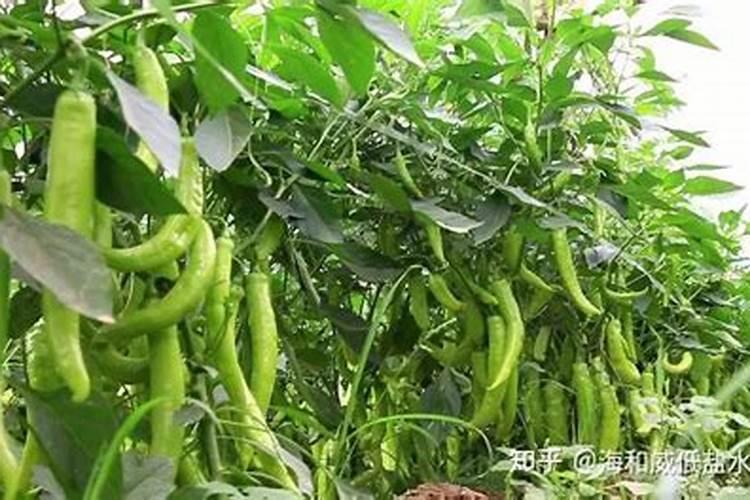 叶面肥可以和杀虫剂一起打吗