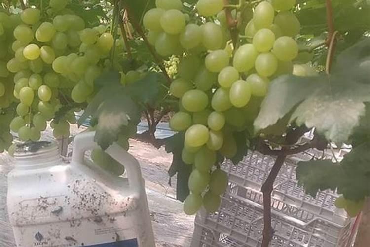 台湾佳果多大元素水溶肥用于葡萄种植什么时候用？一个周期用几次？