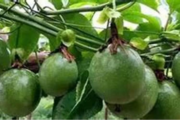 百香果施什么肥料最好