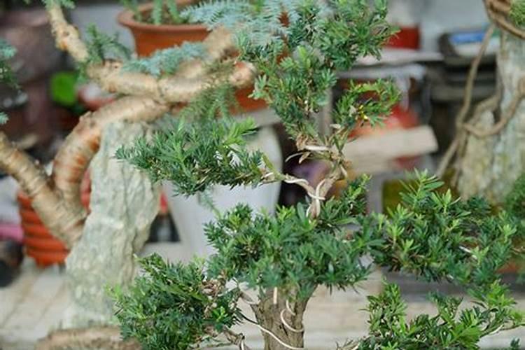 月季花冬季怎么施肥