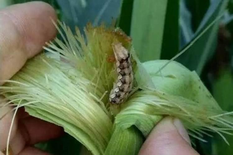 黄土地和黑土地哪个更肥沃