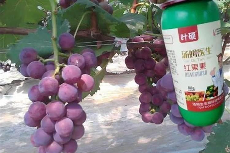 杨树在施肥上应该注意点什么？
