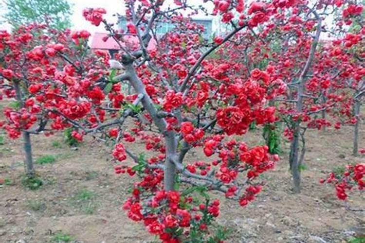 柴胡的栽培要点和柴胡的施肥管理有什么？