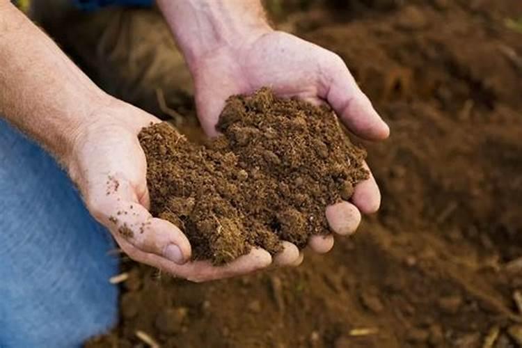 西蓝花什么时候开始播种