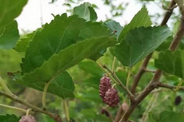 夏橙秋冬时节施肥需要注意什么？记住这几点