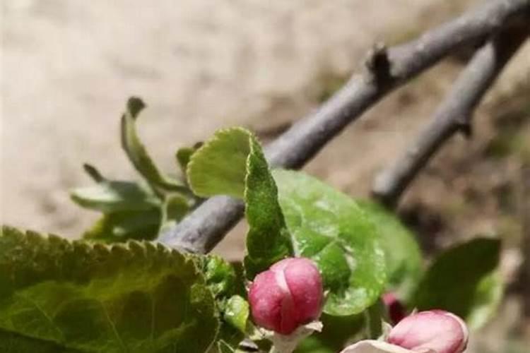 苹果树开花前施什么肥打什么药