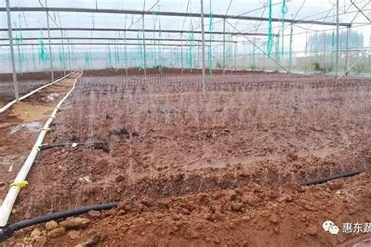 夏橙秋冬时节施肥需要注意什么？记住这几点
