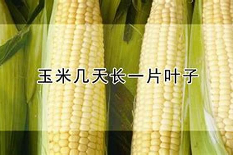 种植玉米,要什么时候打叶面肥合适