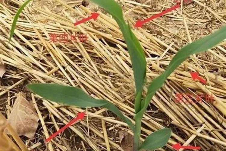 种植玉米,要什么时候打叶面肥合适