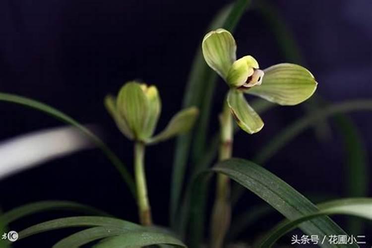 兰花什么时候施肥