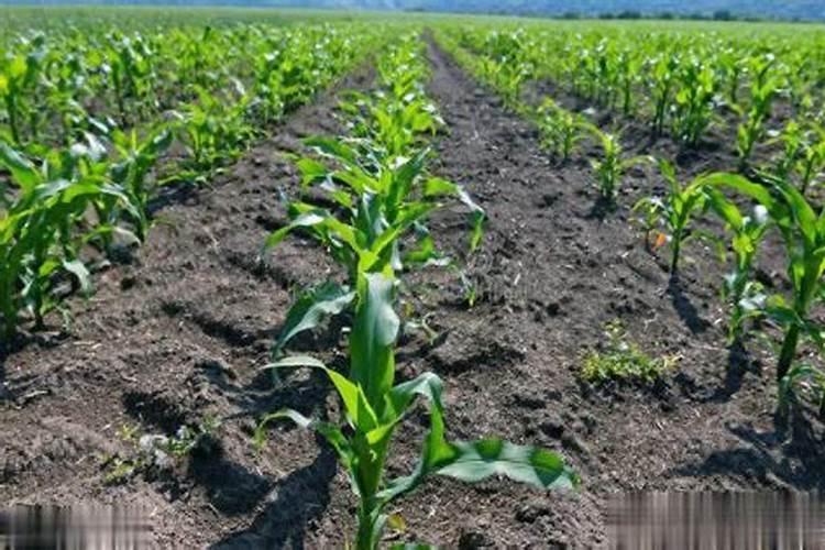 玉米施尿素的最佳时间