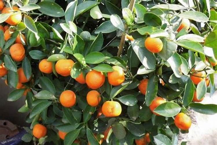 为什么要给花生补钙？钙肥对花生的生长有哪些有益影响？