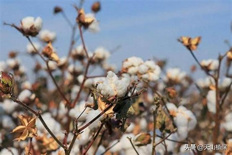 野麦子什么时候打药效果好