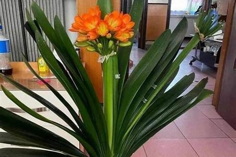 红心蜜柚栽培要点