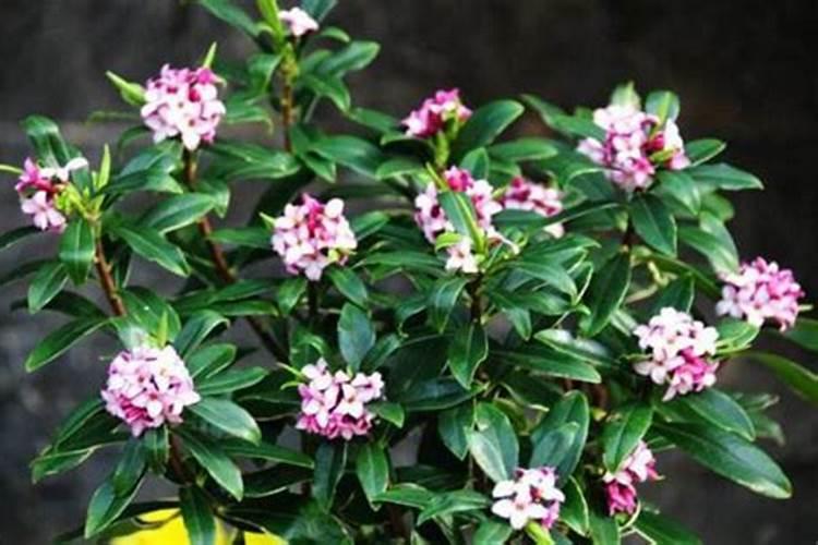 金边瑞香冬季怎么养