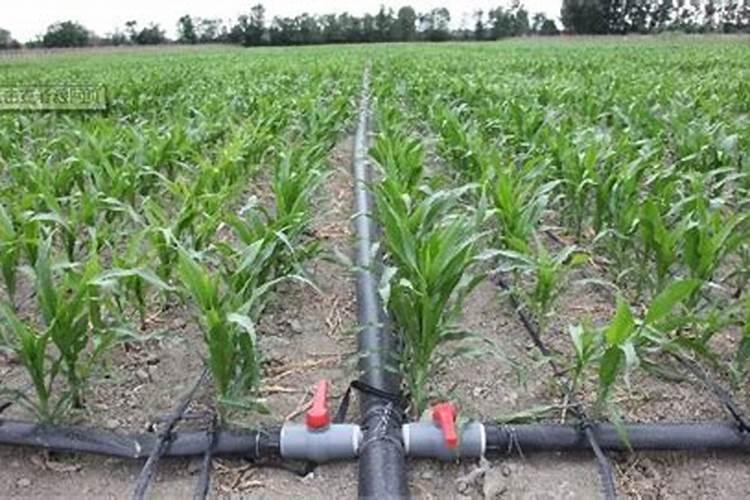 玉米灌浆肥什么时候施