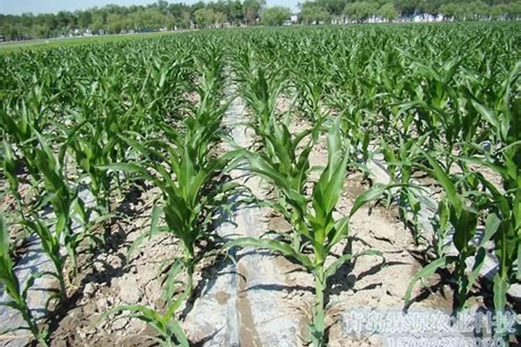 玉米地冲施啥肥料