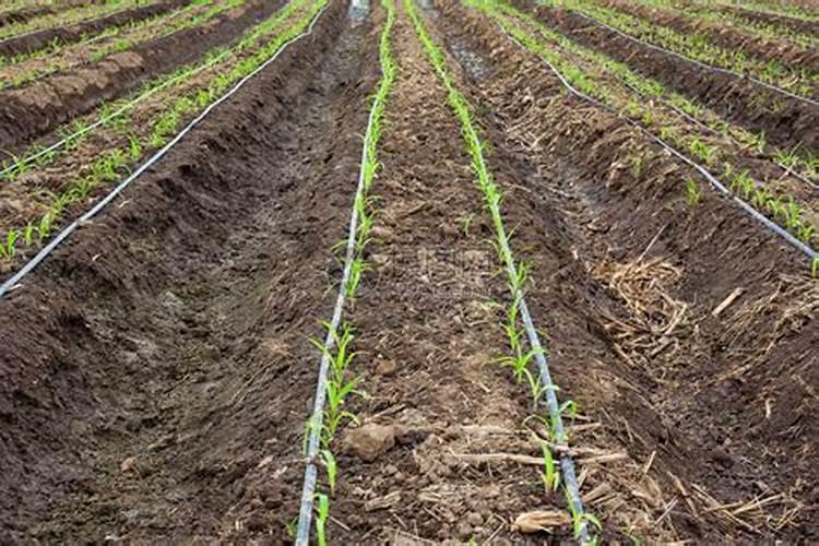 玉,米苗期滴灌用什么肥料