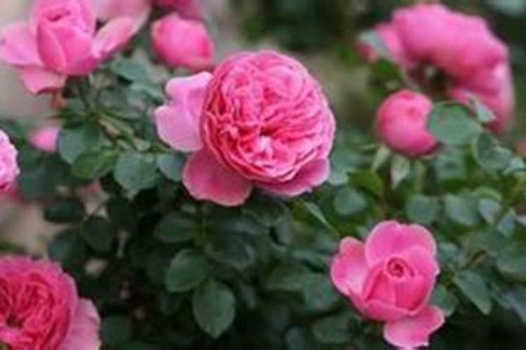 盆栽月季花要施什么肥,一般什么时候施肥？
