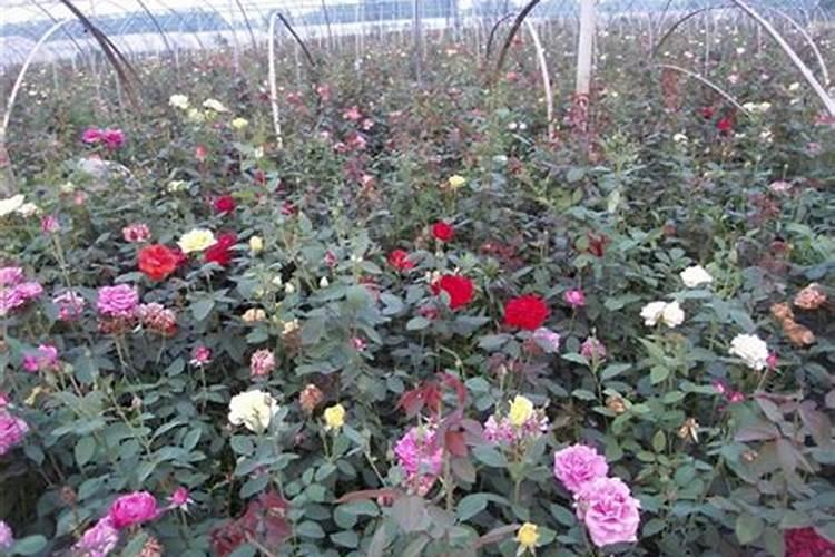 月季有花苞了怎么施肥