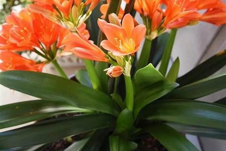 火龙果要用什么肥料才能很快地生长