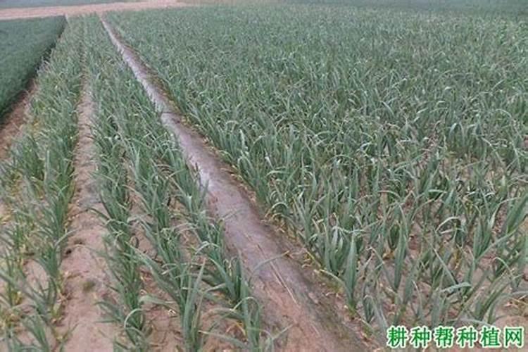 河蚌可以净化鱼池水质吗