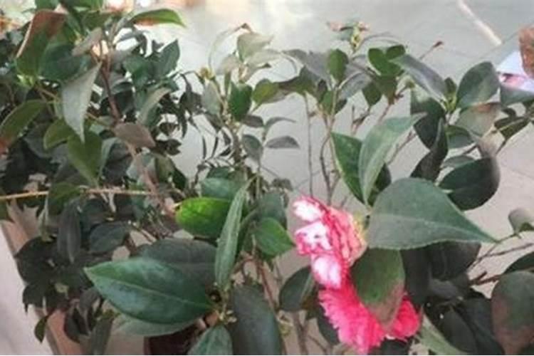 盆栽山茶花如何施肥？
