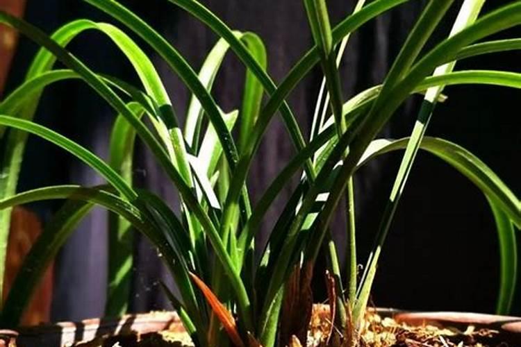 如何判断兰花缺水缺肥,如何补水补肥