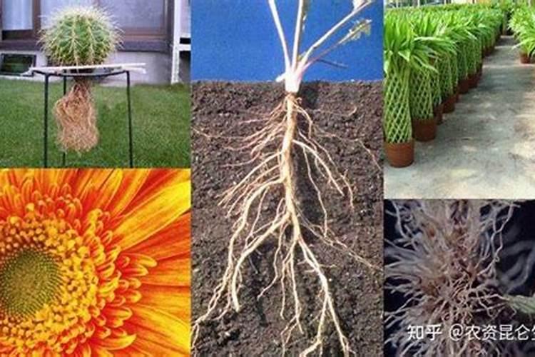 吉林省松原市60岁以上农村老人有什么政策