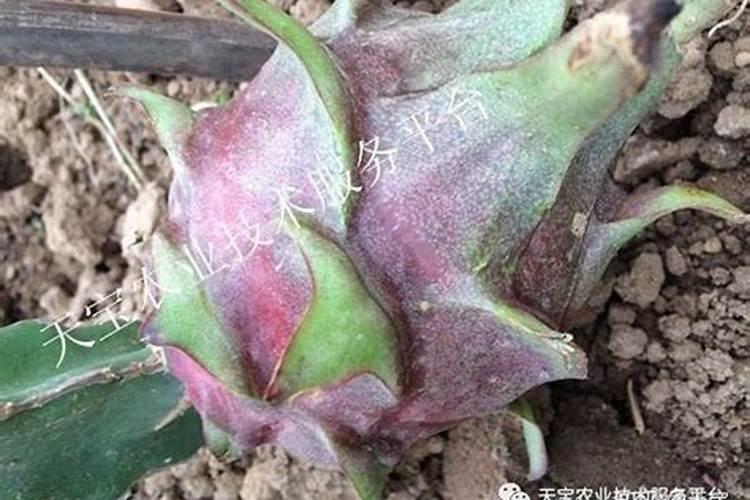 花生什么时候打芸苔素