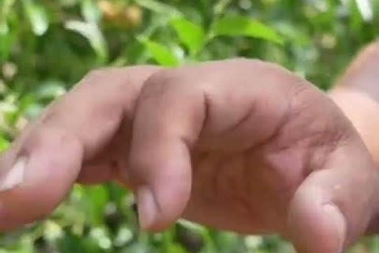 冬枣高产的种植技术介绍