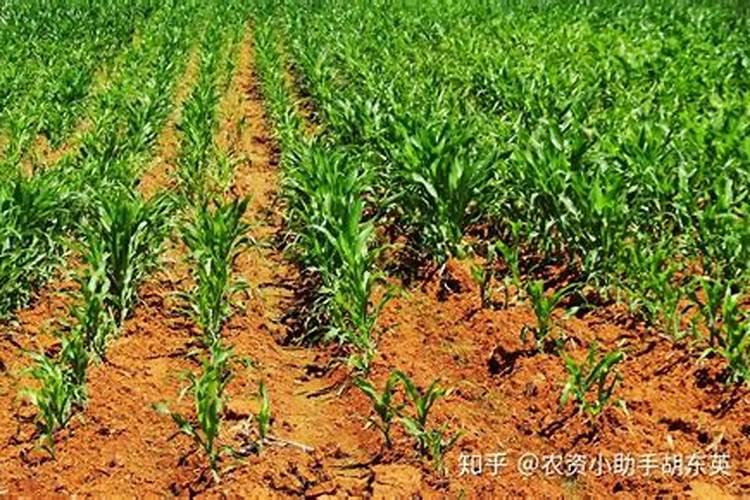 颗粒水溶肥和液体水溶肥哪个更好