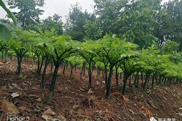 百香果怎么促花芽分化