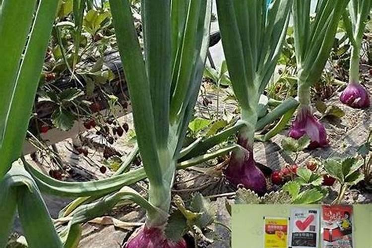 葡萄小苗用什么肥长得快