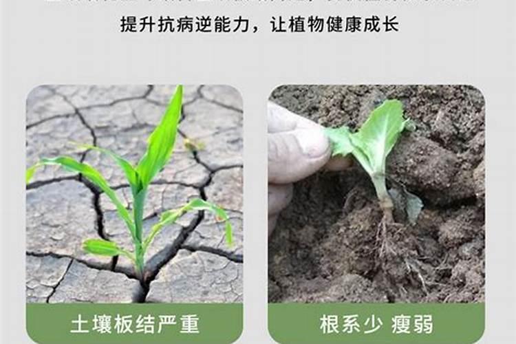 盆景怎样施棵粒复合肥