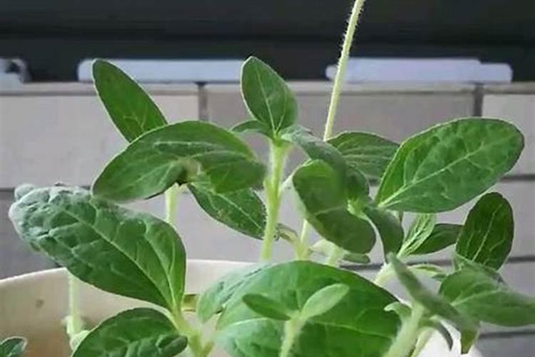 食葵368种植技术