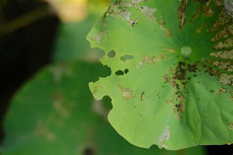 盆栽荷花施什么肥,施肥以磷钾肥为主