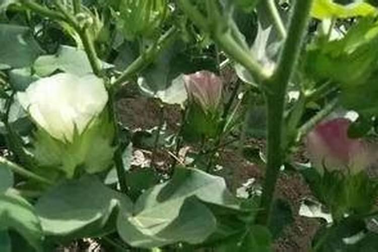 芋头膨大期用磷酸二氢钾喷叶面还是喷根好？