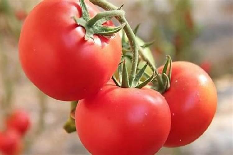 西红柿施什么肥最好