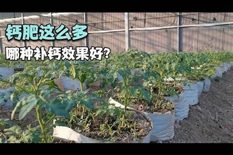 哪种叶面用的钙肥吸收好