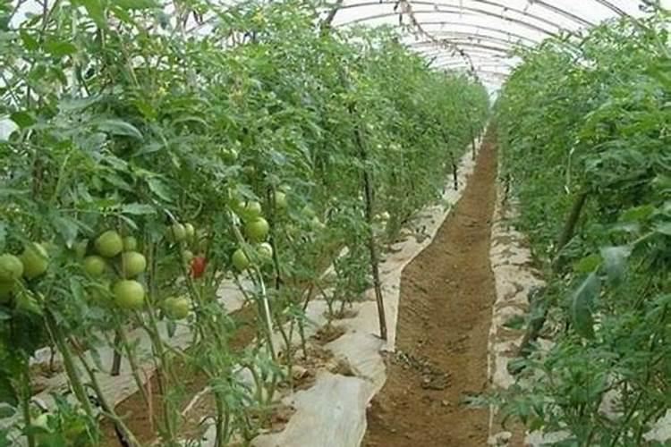 西红柿不同生长阶段的施肥计划