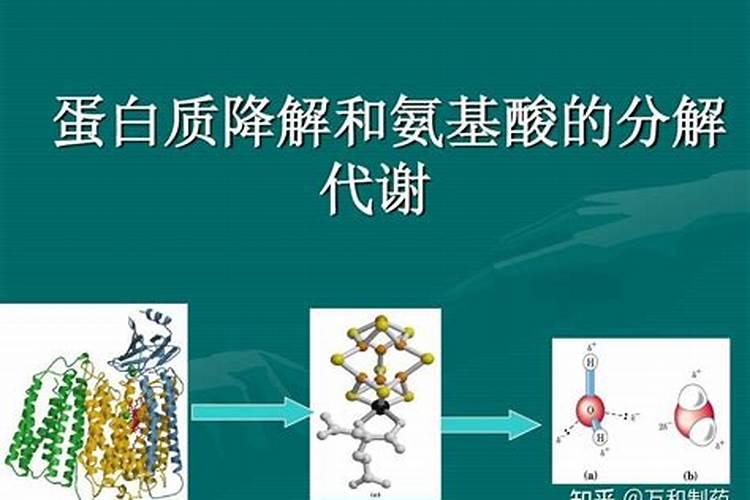 如何给蝴蝶兰喷叶面肥