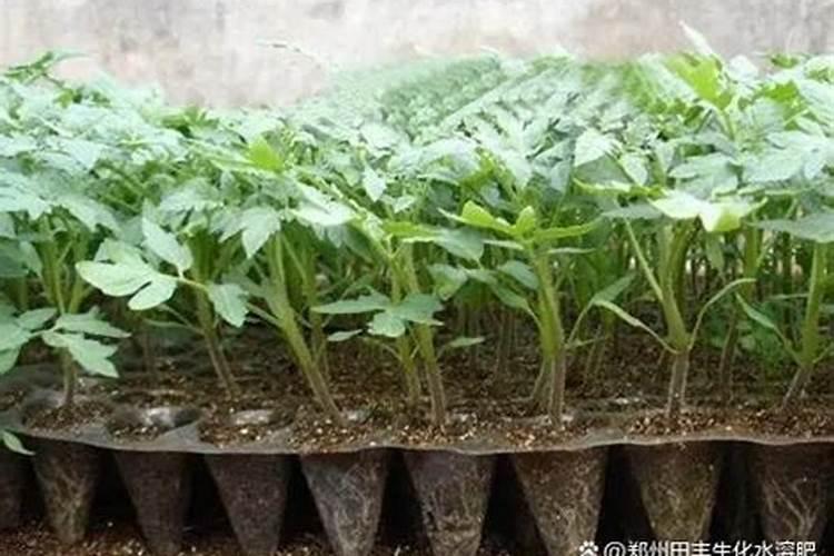 西红柿用什么肥料好